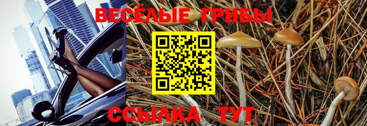 Галлюциногенные грибы Cubensis Лениногорск